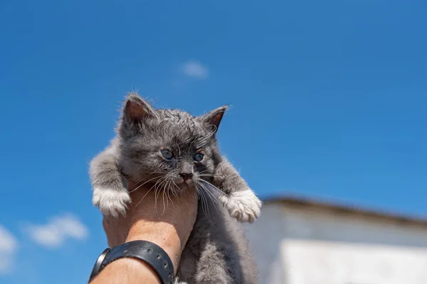 A small gray sick homeless kitten in the hand of a man against the background of the sky photographed close-up.