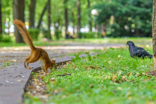 リスは公園で夏に遊ぶ — ストック写真