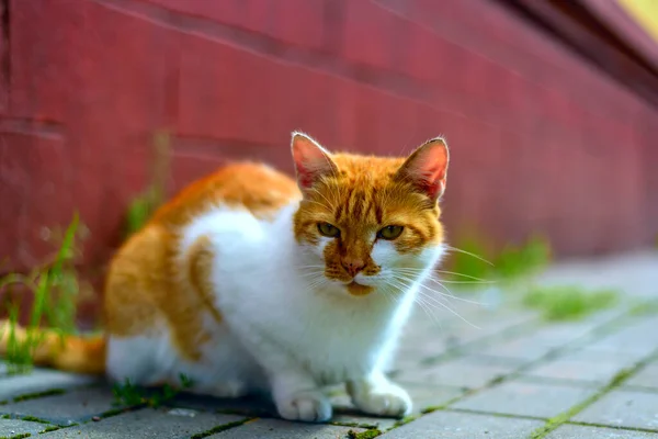 Gato Vermelho Calçada — Fotografia de Stock