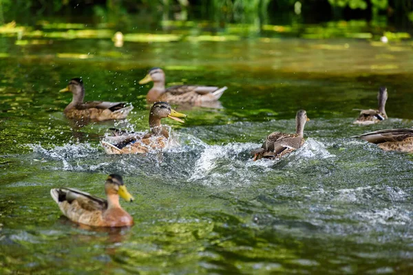 Enten Schwimmen Teich — Stockfoto