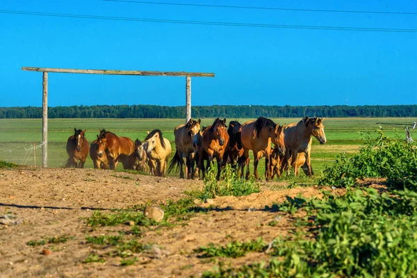 Стадо Лошадей Бегущих Полю — стоковое фото
