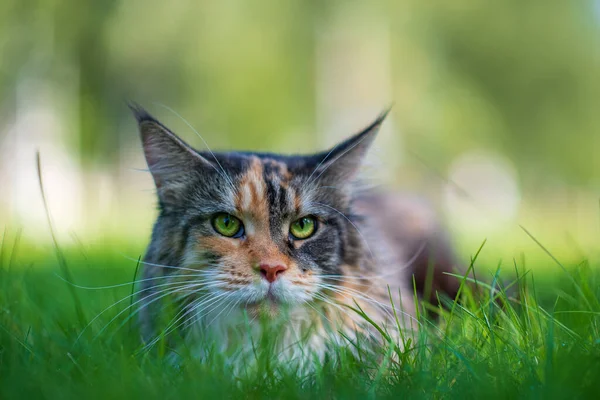 Maine Coon Cat Ritratto Nel Parco — Foto Stock