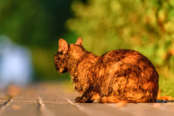 Retrato Gato Sin Hogar Asqueroso — Foto de Stock