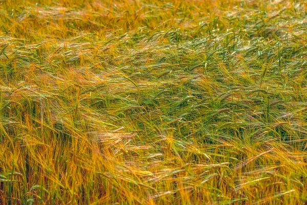 Feld Aus Reifem Weizen — Stockfoto