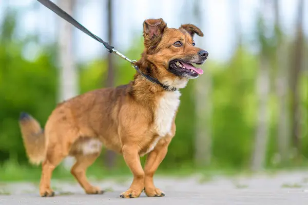 Hermoso Perro Con Una Correa Posando Aire Libre —  Fotos de Stock
