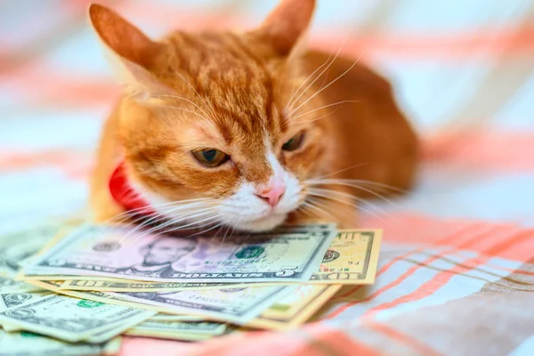 一只家猫的画像 上面有一堆100美元的钞票 — 图库照片