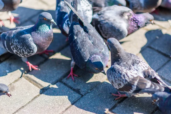 Palomas Una Bandada Palomas Plaza Ciudad Verano — Foto de Stock