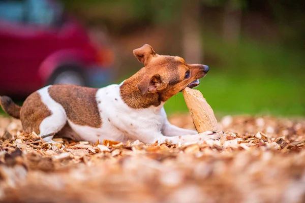 Dog Breed Jack Russell Plays Piece Wood Photographed Park Evening — Stock Photo, Image