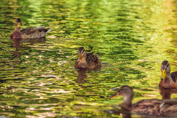 鸭子在树阴下的池塘里游泳 — 图库照片