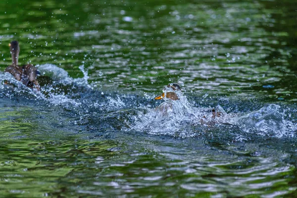 Patos Nadan Estanque — Foto de Stock