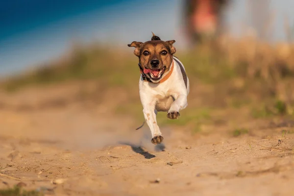 Jack Russell Terrier Berlari Cepat — Stok Foto