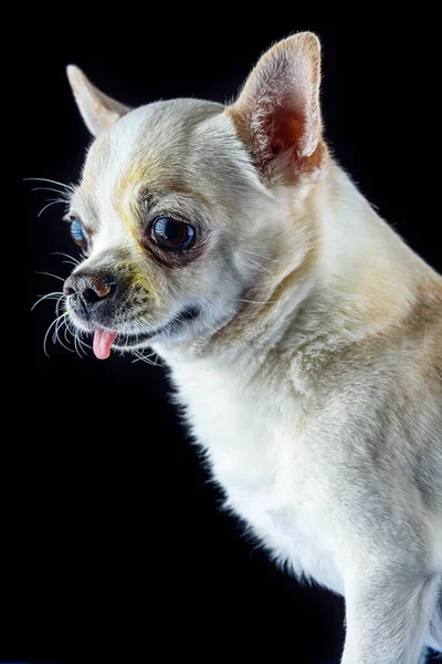 Portrait Chihuahua Black Background — Stock Photo, Image