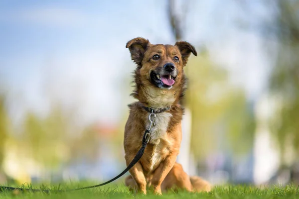 Retrato Perro Corral Con Una Correa Hierba Verano —  Fotos de Stock