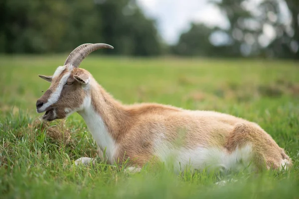 一只山羊躺在草地上的草地上 在特写中拍摄 — 图库照片