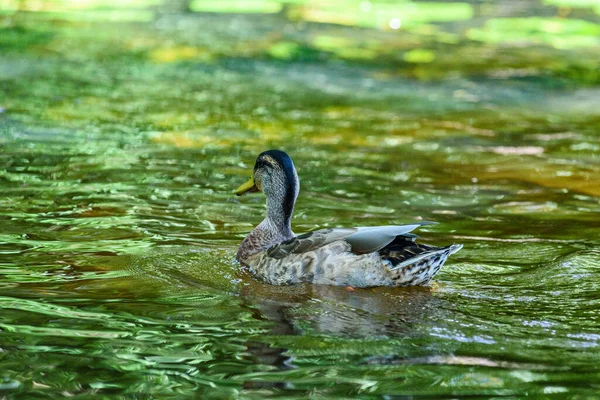 Patos Nadan Estanque —  Fotos de Stock