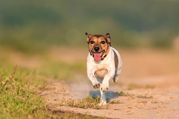 Jack Russell Terrier Corre Rápido — Foto de Stock