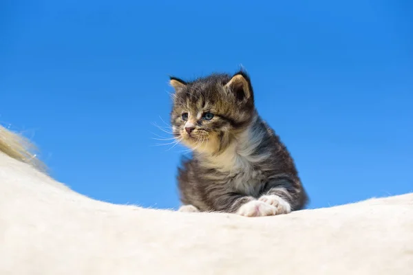 Gatito Sienta Caballo Contra Cielo Fotografiado Cerca — Foto de Stock