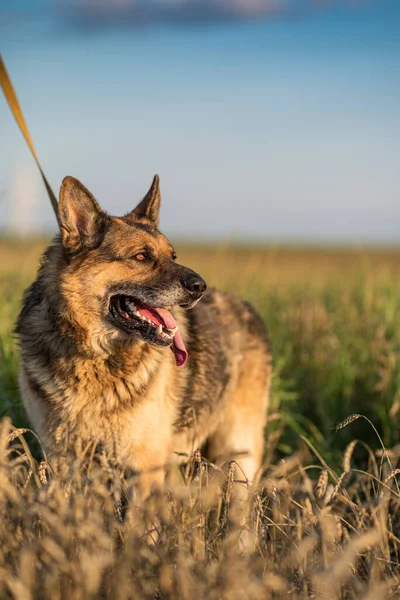 Tasmalı Bir Alman Çoban Köpeği Portresi — Stok fotoğraf