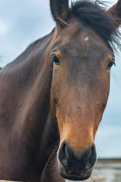 Άλογο Κοιτάζει Την Κάμερα Μόνο Ρύγχος Του Στο Πλαίσιο — Φωτογραφία Αρχείου