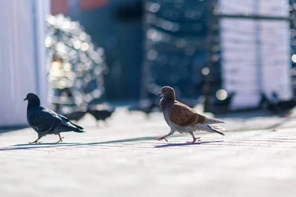 Porträt Einer Einsamen Taube Auf Dem Platz Mit Stark Verschwommenem — Stockfoto