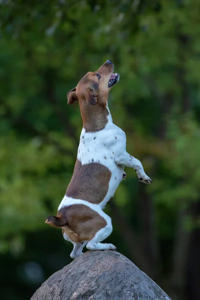 Jack Russell Terrier Posing Rock Summer Park — Stock Photo, Image