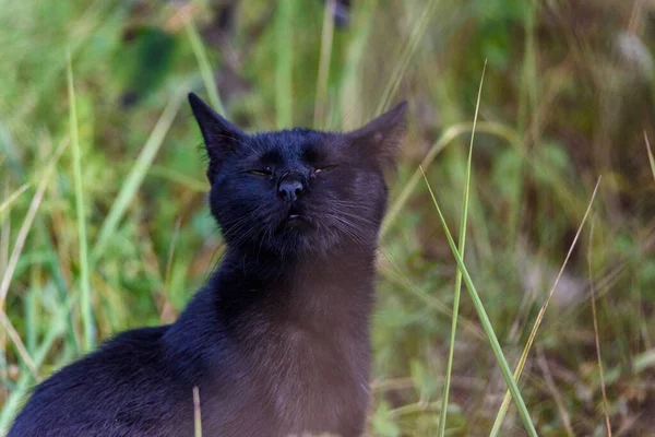 Zabłąkany Czarny Kot Trawie — Zdjęcie stockowe