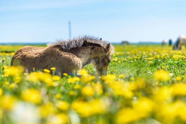 Young Thoroughbred Foal Resting Field Dandelions — Stock Photo, Image