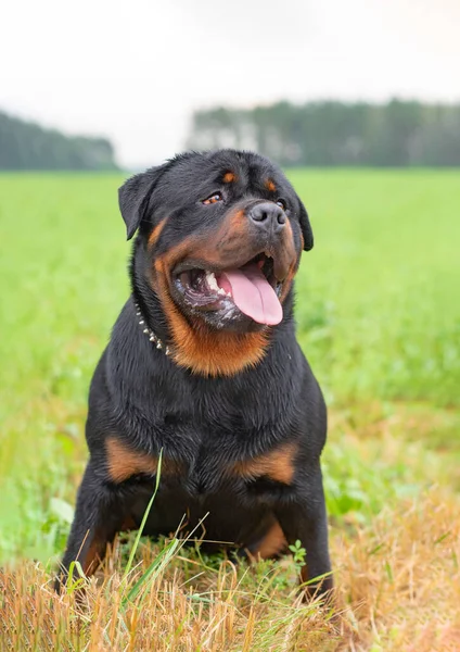 Portrait Young Rottweiler Meadow Photographed Close — Stock Photo, Image