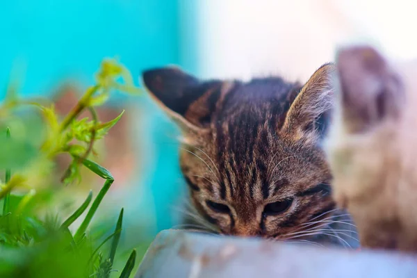 집없는 고양이가 음식을 먹는다 클로즈업 — 스톡 사진