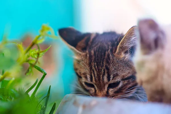 Бездомные Котята Едят Еду Крупный План — стоковое фото