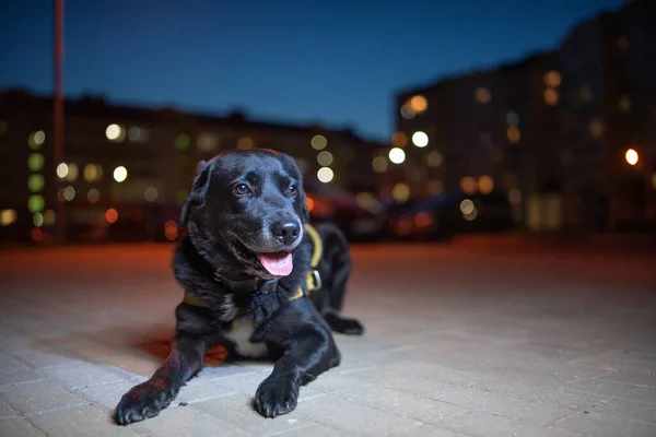 Akşamları şehir avlusundaki Labrador 'un arka planında parlayan pencereler bulanıklaşıyor.