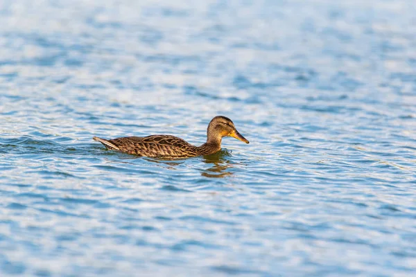 Portrait Canard Sauvage Nageant Sur Eau Photographié Près — Photo