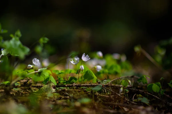 Anemone Nemorosa Zbliżenie Słoneczny Dzień — Zdjęcie stockowe