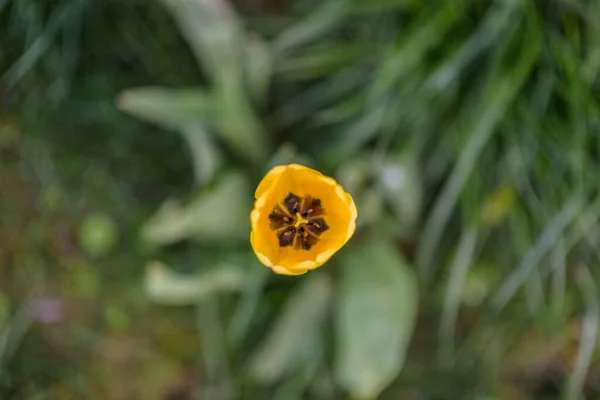 Tulipe Dans Une Prairie Dans Herbe Par Une Journée Été — Photo