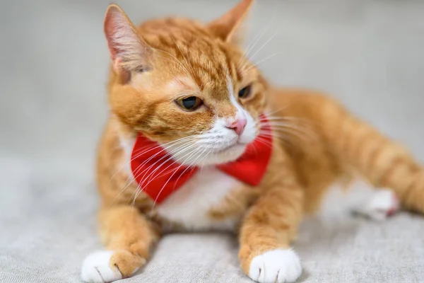 Stüdyoda Kırmızı Bir Kedinin Portresi — Stok fotoğraf