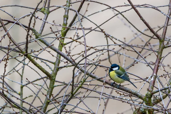Tit Sits Branches Tree — Photo