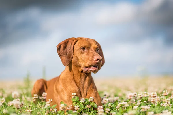 Portrait Thoroughbred Hunting Dog Close Field Sky — Stock Photo, Image