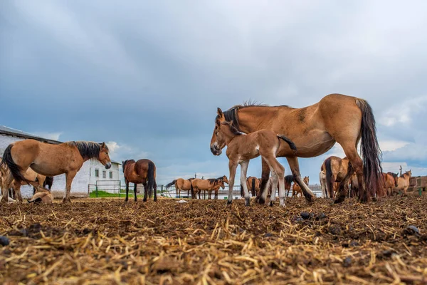 Des Chevaux Paissent Dans Une Ferme Corral Gros Plan Photographié — Photo