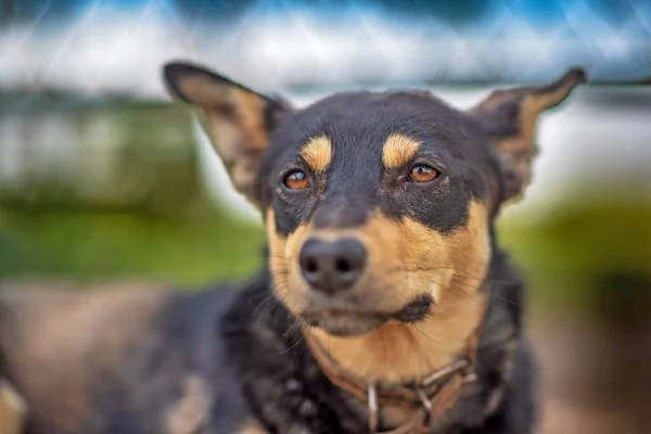 Close Zicht Gevlekte Honden Muilkorf — Stockfoto