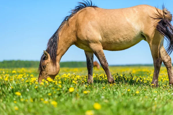 Egy Legelőn Füvet Eszik Nyáron Napsütésben Közelről Fotózták — Stock Fotó