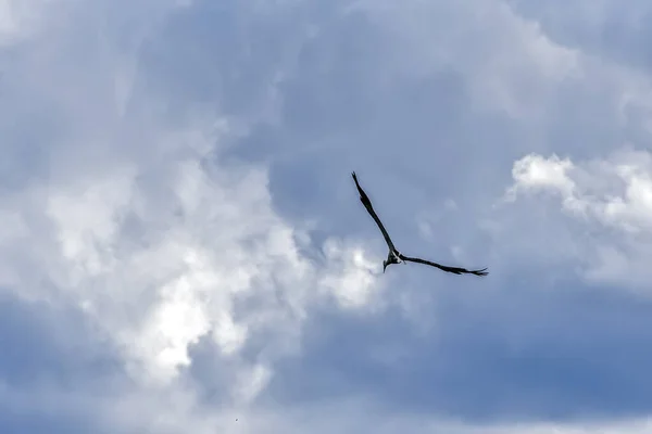 Der Storch Fliegt Den Himmel — Stockfoto
