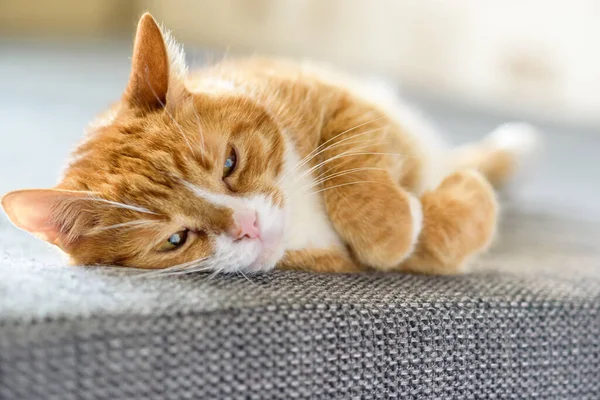 Kedi pençelerini çapraz yaptı.