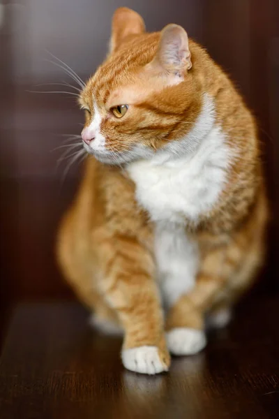 Pensive Erstaunliche Rote Katze Nahaufnahme — Stockfoto