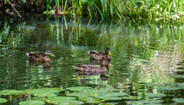 Die Ente Schwimmt Teich — Stockfoto