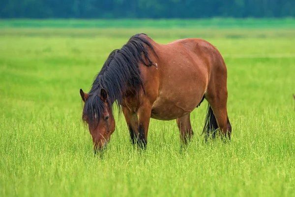 Ein Einsames Pferd Weidet Auf Einem Acker Aus Nächster Nähe — Stockfoto