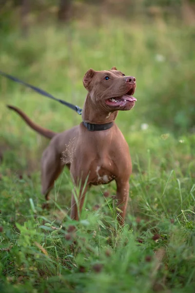 Portret Van Een Formidabele Pitbull Terrier Het Groene Gras Close — Stockfoto