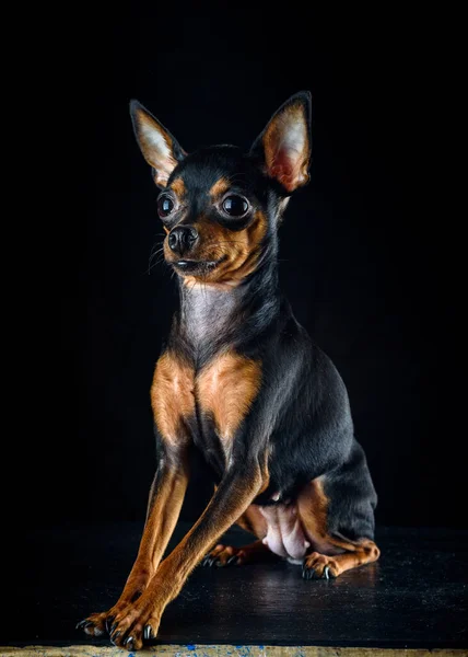 Retrato Pequeño Juguete Terrier Sobre Fondo Oscuro — Foto de Stock