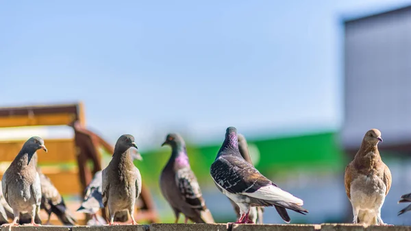 Pigeons Flock Pigeons Town Square Summer Close — Stock Photo, Image