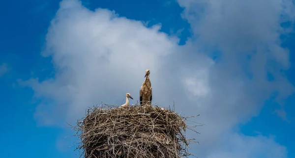 Čápa Hnízdě Zblízka Proti Obloze — Stock fotografie