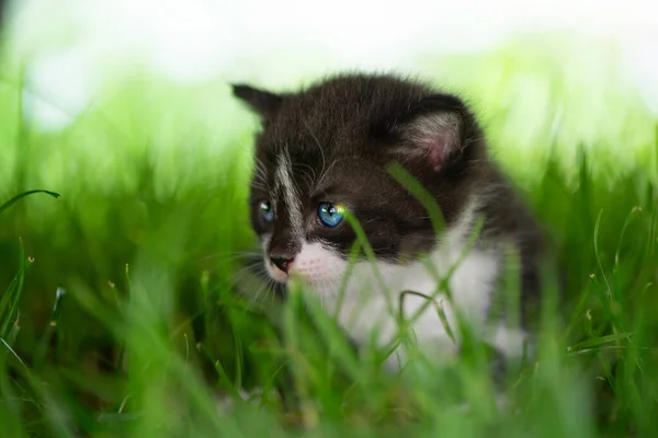 Portrait Cute Blue Eyed Kitten Grass Close Photo — Stock Photo, Image